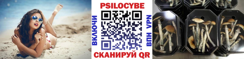 хочу наркоту  Минеральные Воды  площадка наркотические препараты  Псилоцибиновые грибы Psilocybe 